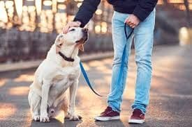 Curso de Dog Walker Profissional