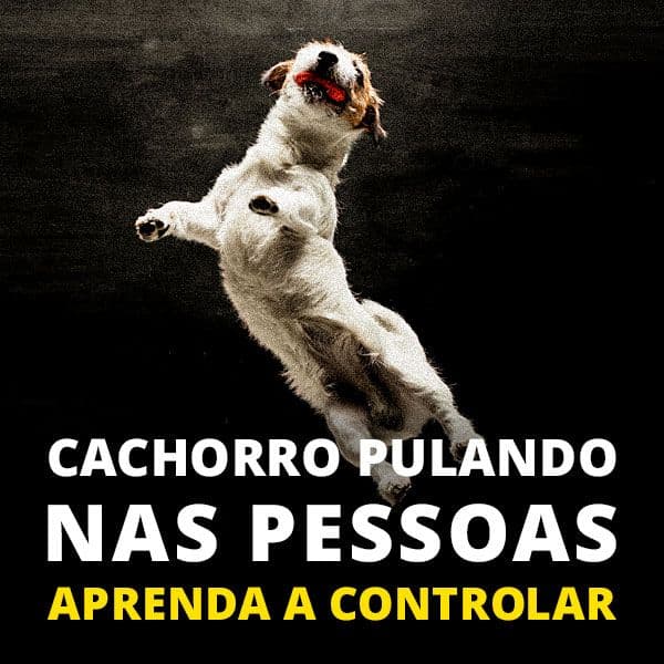CACHORRO PULANDO NAS PESSOAS. APRENDA A CONTROLAR.